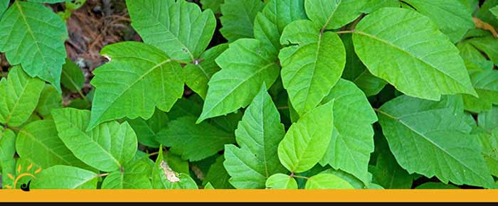 Poison Ivy Treatment Clinic Near Me in Ellington CT, Unionville CT, East Haven CT, Cromwell CT, Oxford, CT and Newington, CT