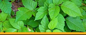 Poison Ivy Treatment Clinic Near Me in Ellington CT, Unionville CT, East Haven CT, Cromwell CT, Oxford, CT and Newington, CT