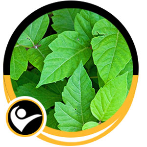 Poison Ivy Treatment Specialist Near Me in Ellington CT, Unionville CT, East Haven CT, Cromwell CT, Oxford, CT and Newington, CT