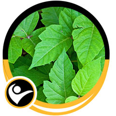 Poison Ivy Treatment Specialist Near Me in Ellington CT, Unionville CT, East Haven CT, Cromwell CT, Oxford, CT and Newington, CT