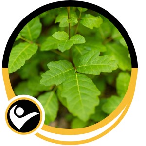 Poison Ivy Rash Treatment Near Me in Chicopee, MA