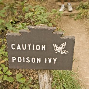 Poison Ivy Rash Treatment Near Me in Chicopee, Springfield and Westfield, MA